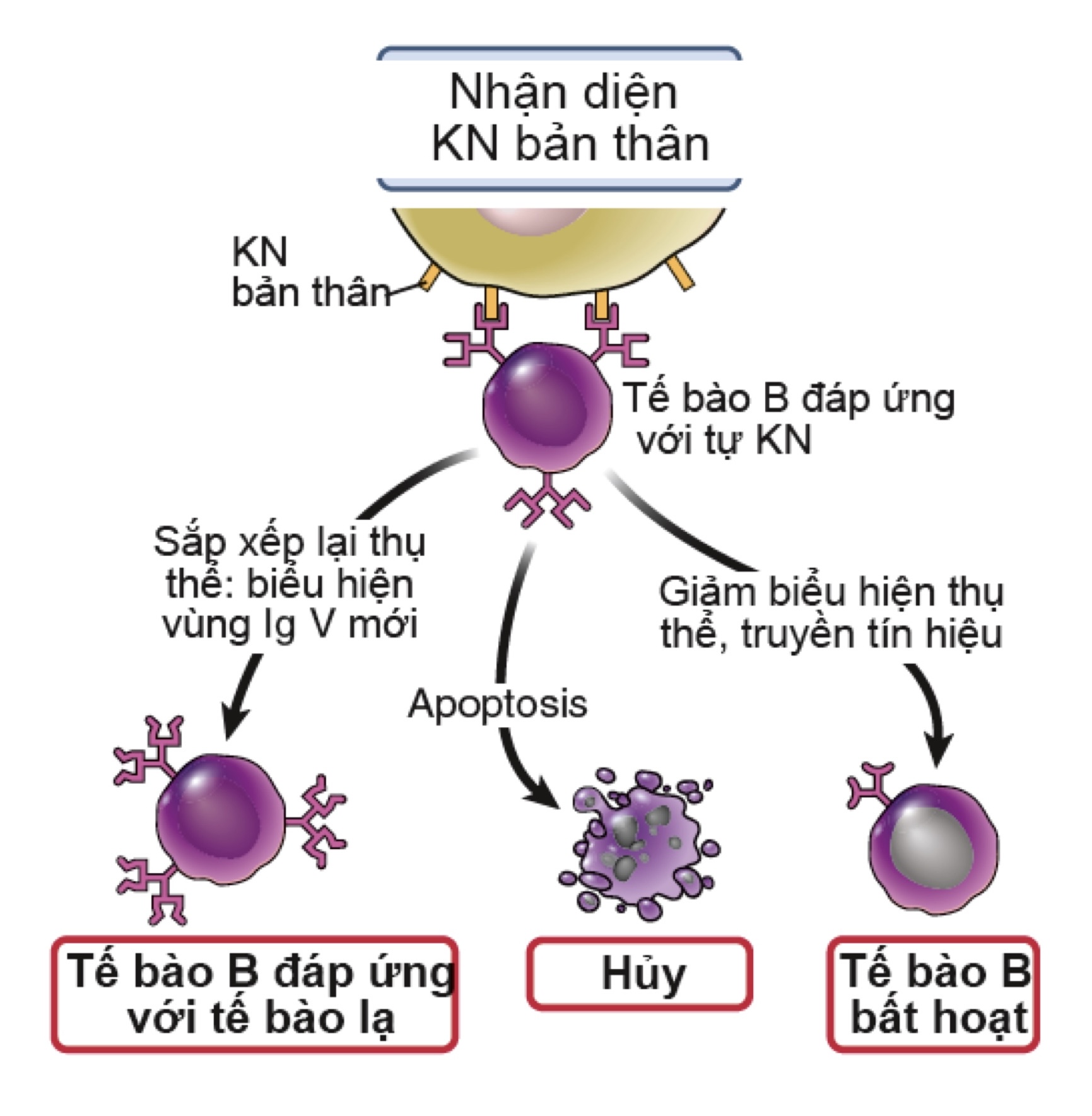 Dung nạp trung ương của lympho B naive