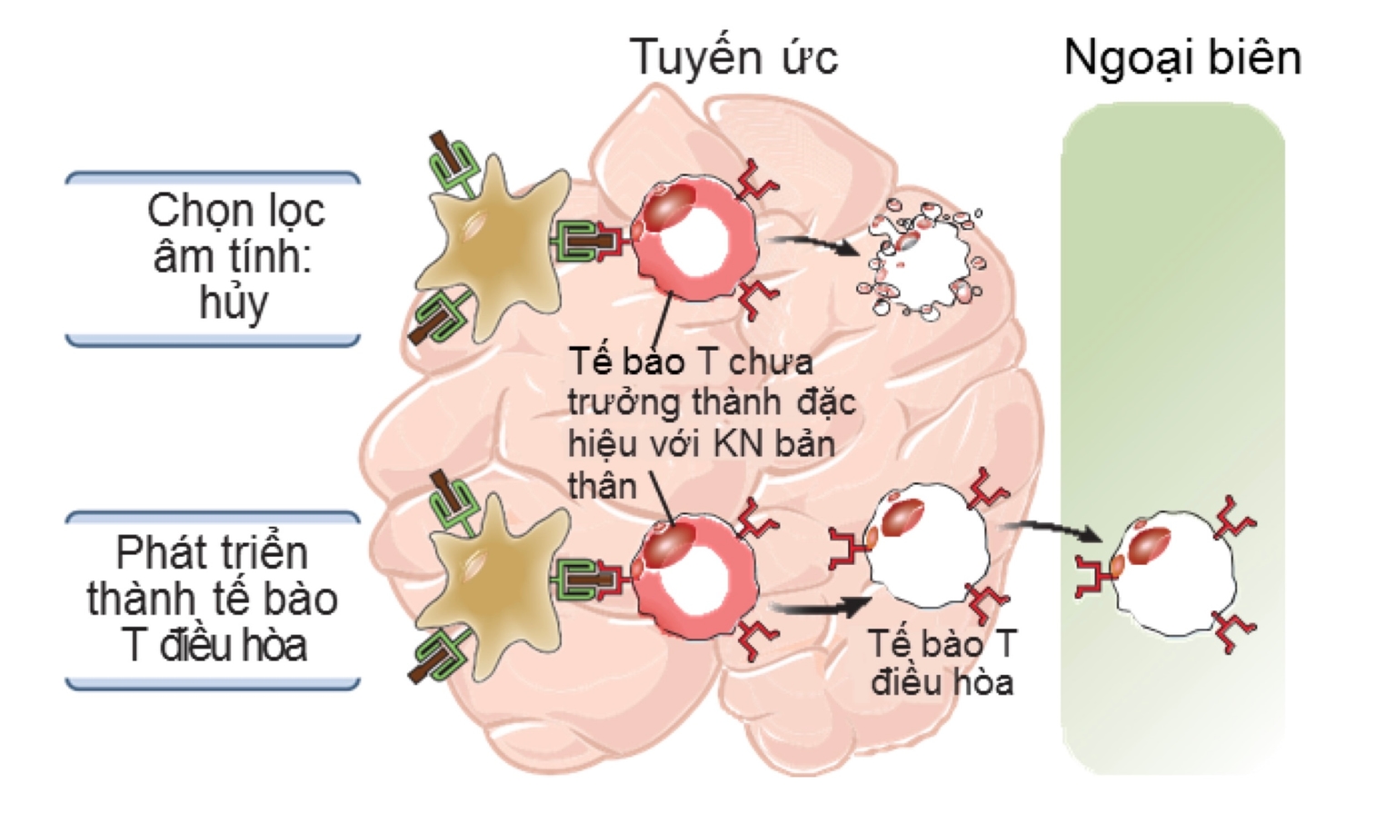 Dung nạp MD của lympho T trung ương