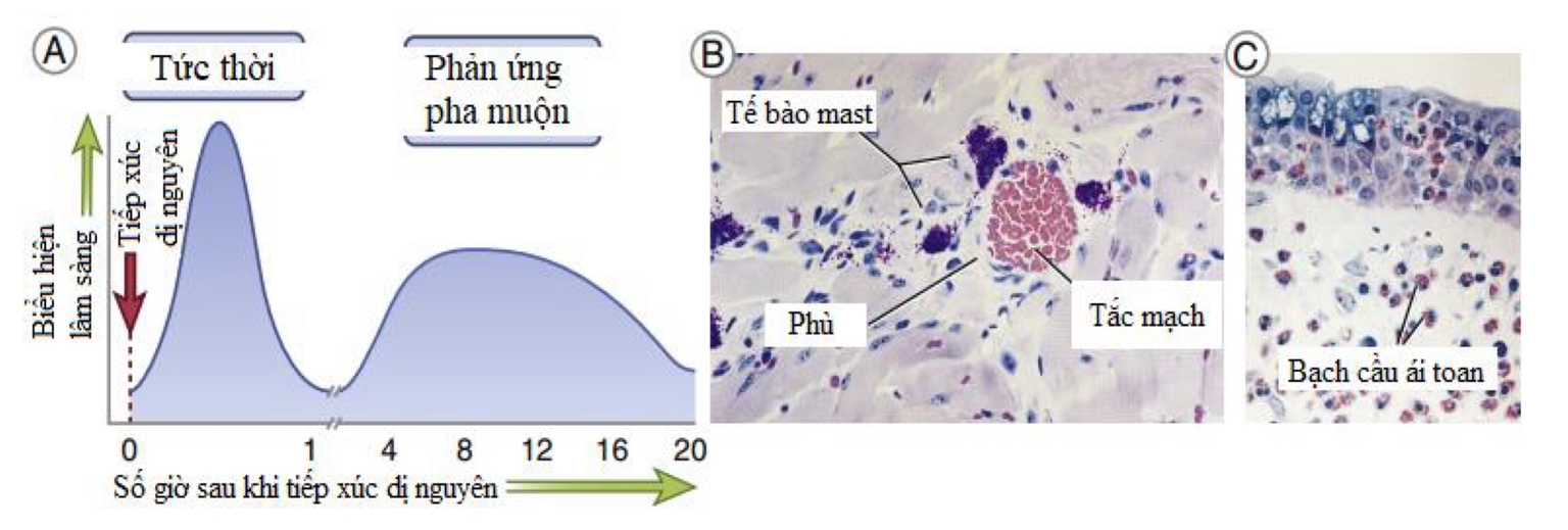 Hai pha phản ứng type I