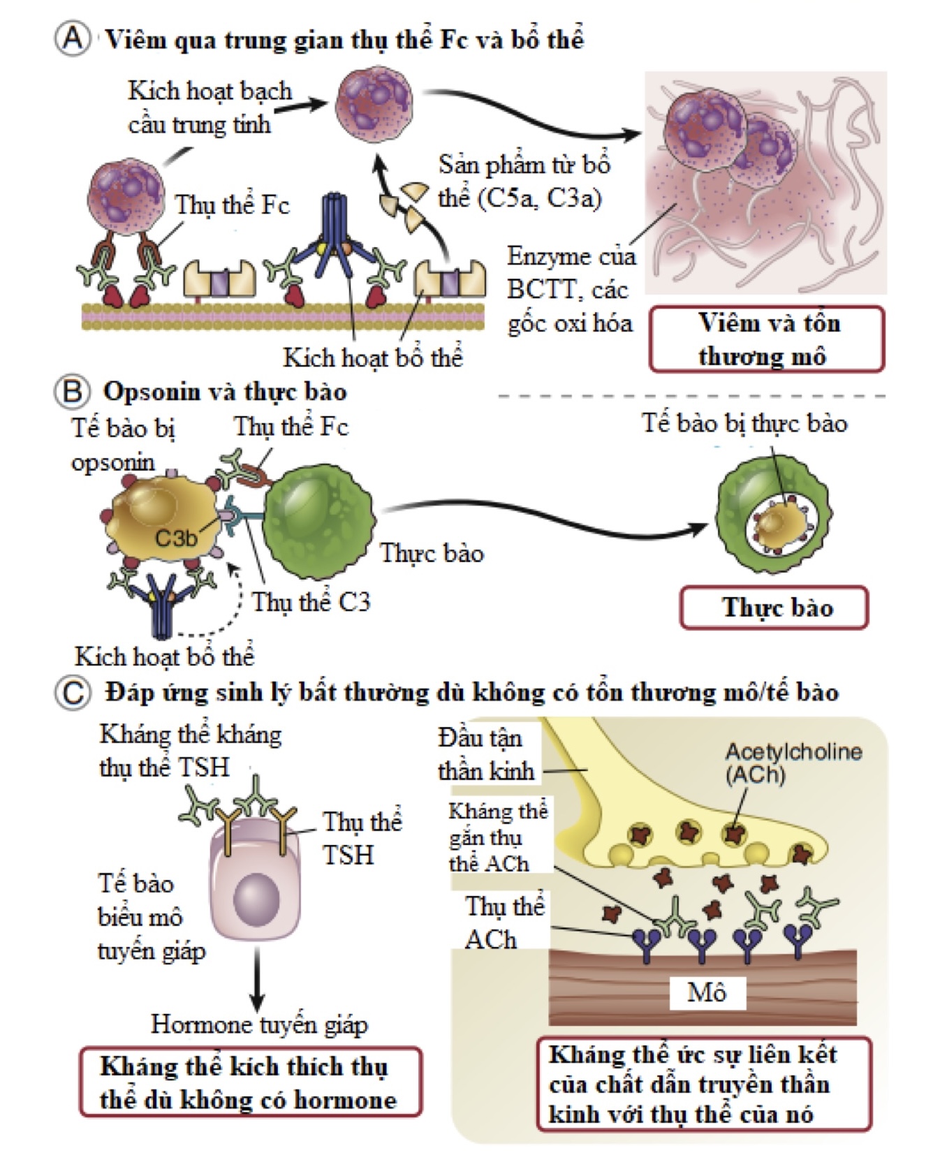 Cơ chế gây tổn thương mô của phản ứng quá mẫn type II & III