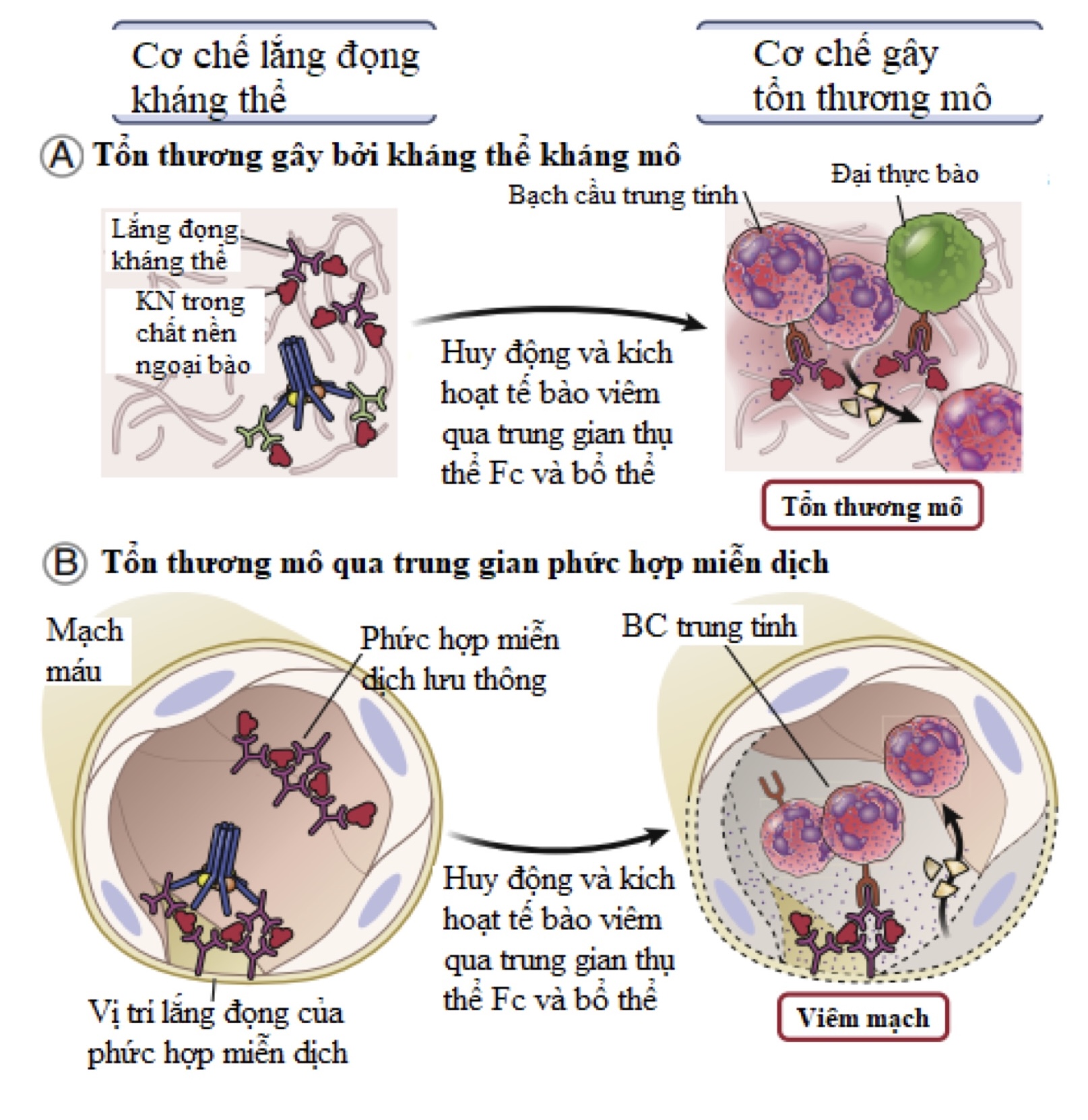 Phản ứng quá mẫn type II & III