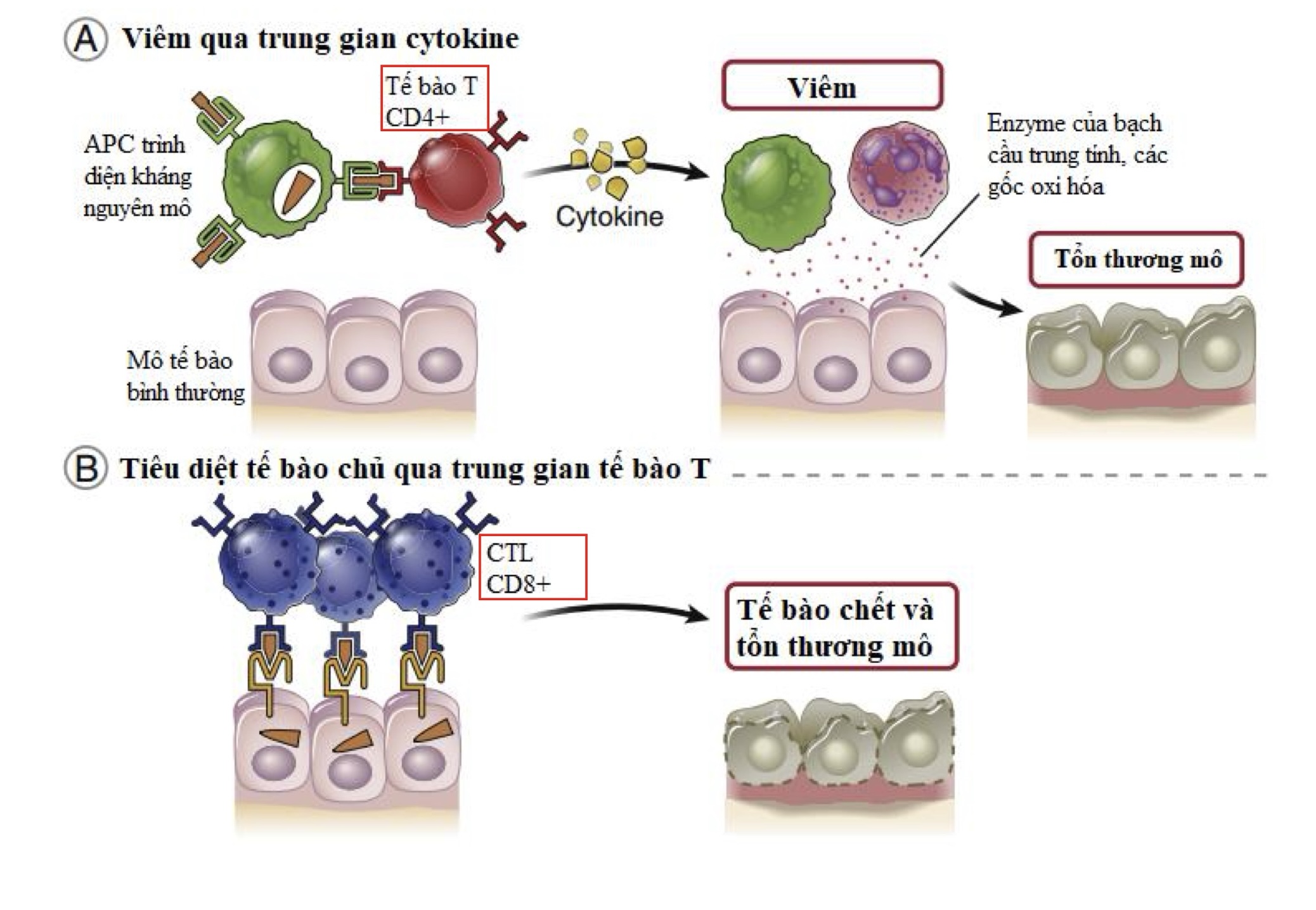 Phản ứng quá mẫn type IV