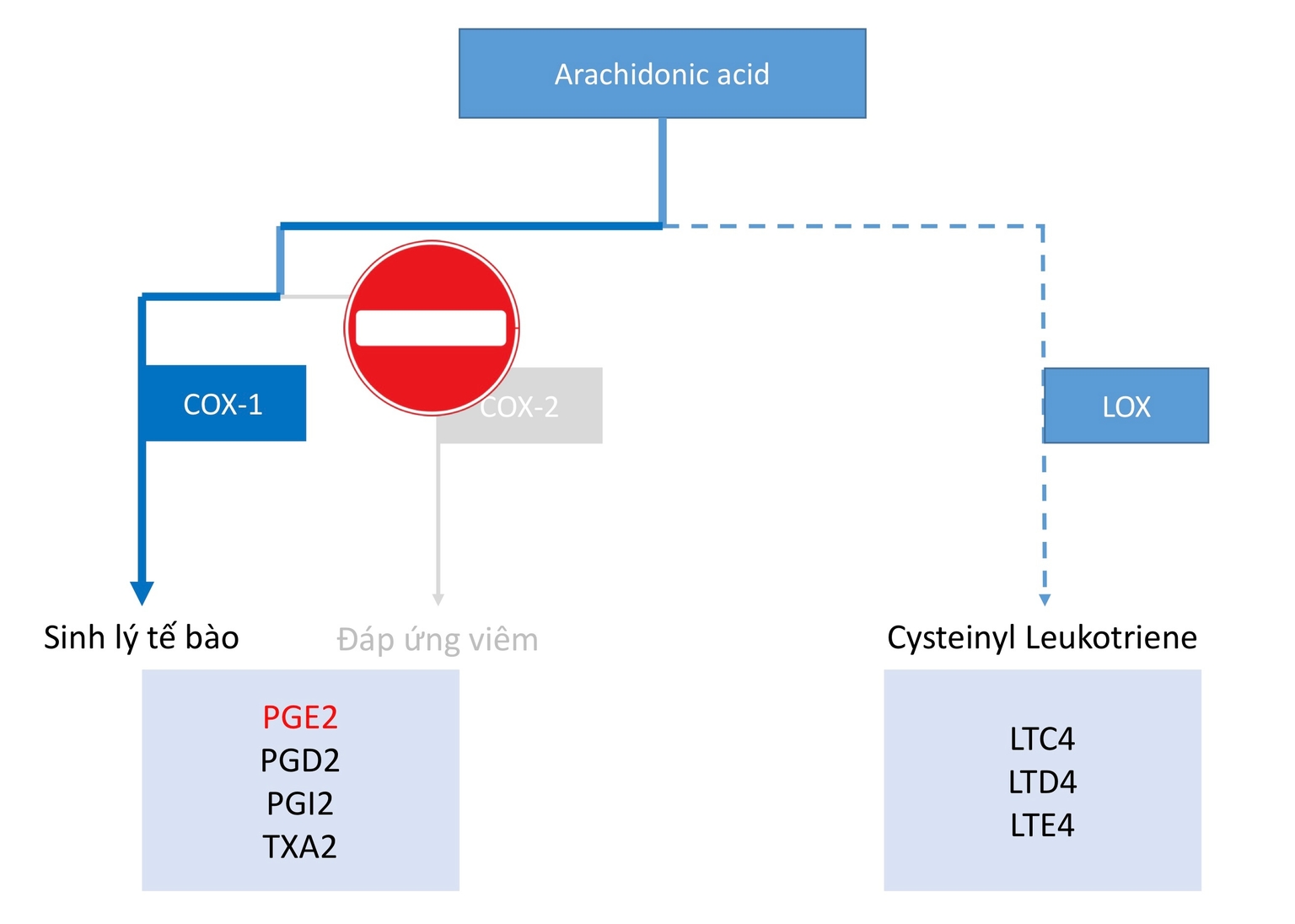 Thuốc ức chế chọn lọc COX-2 (ít/không với COX-1), ngăn chặn con đường LOX gây viêm