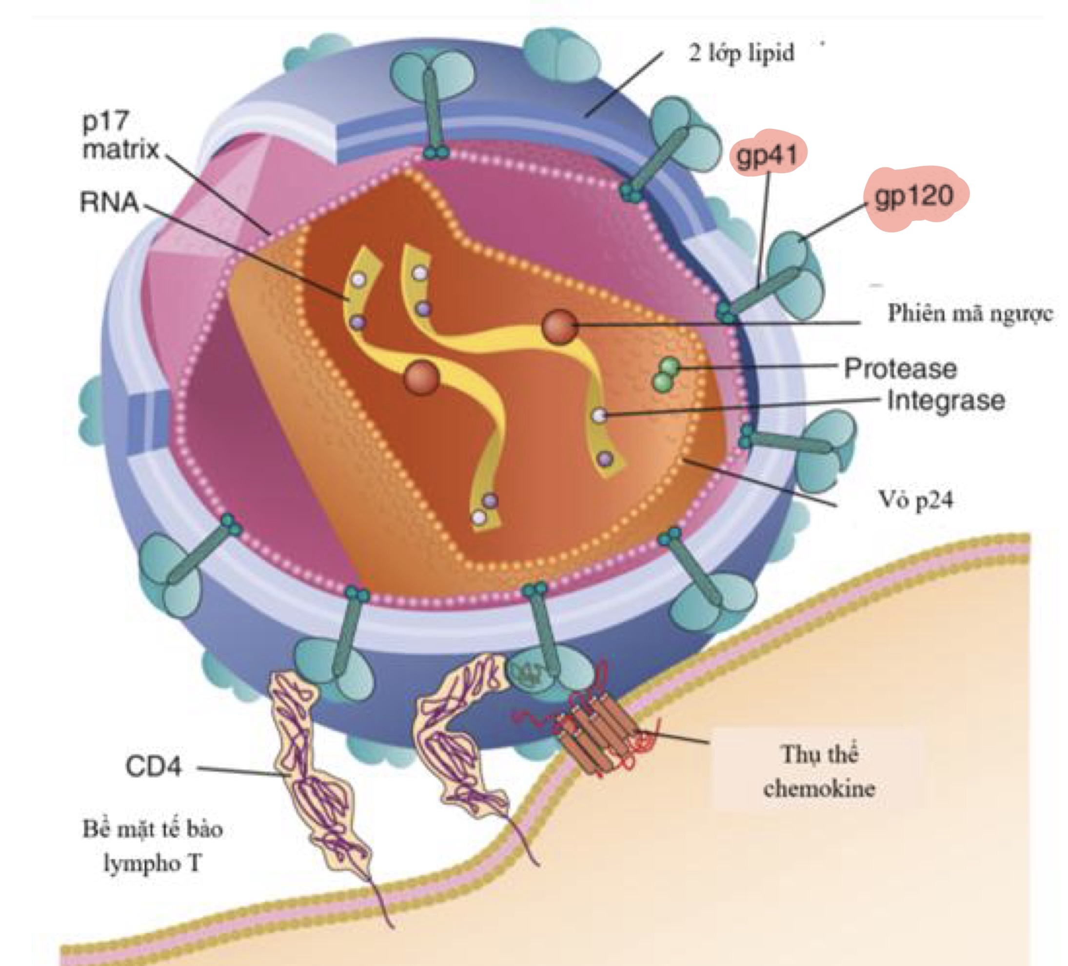 Hình ảnh, cấu trúc của virus HIV