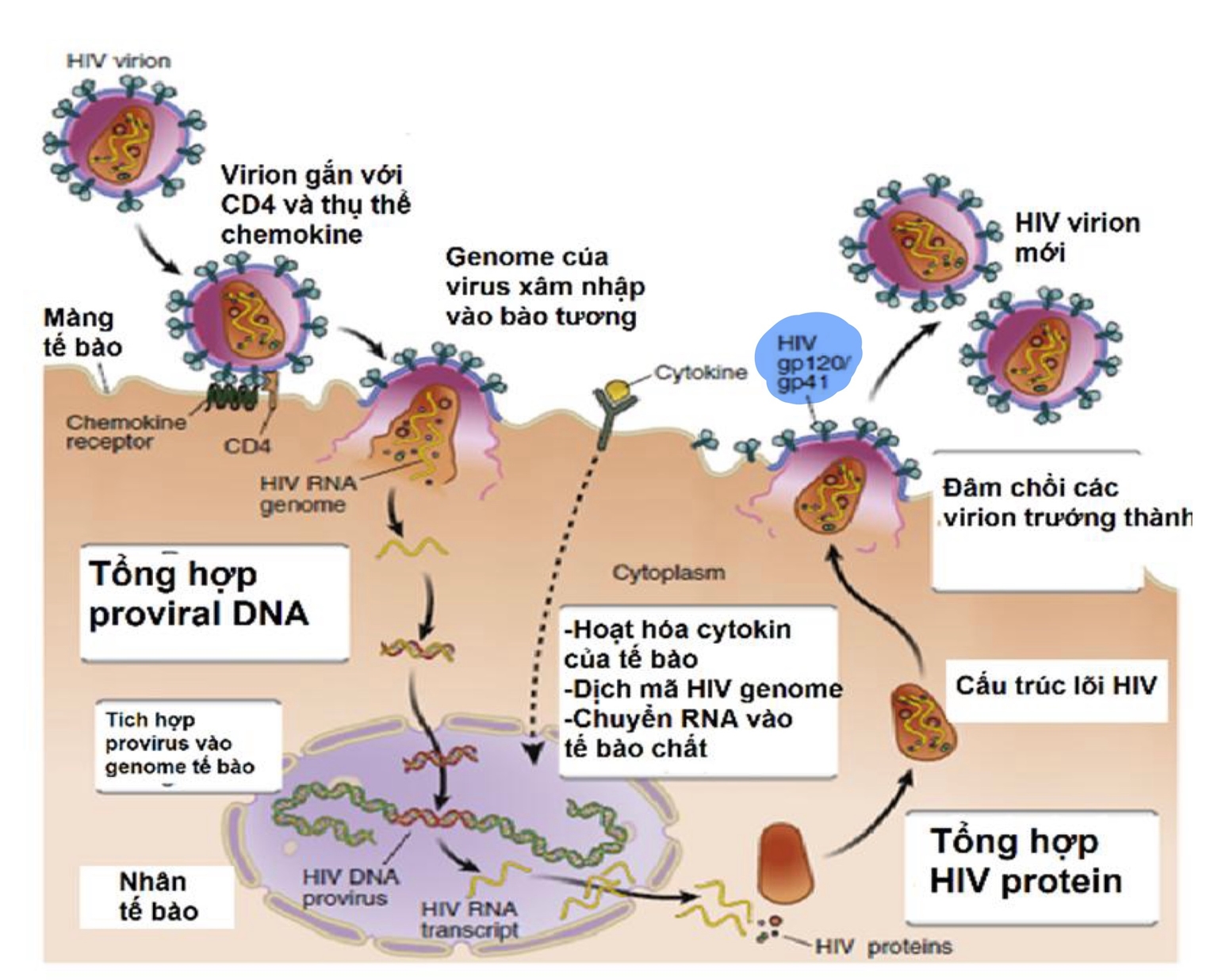 Chu kỳ virus HIV thâm nhập tế bào có CD4