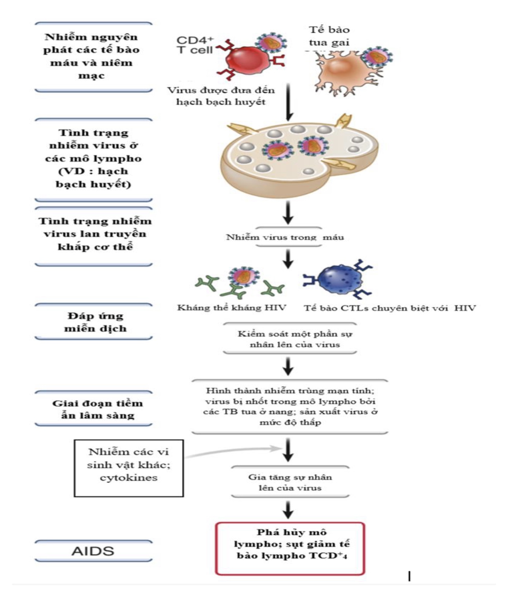 Chu kỳ virus HIV thâm nhập người bệnh