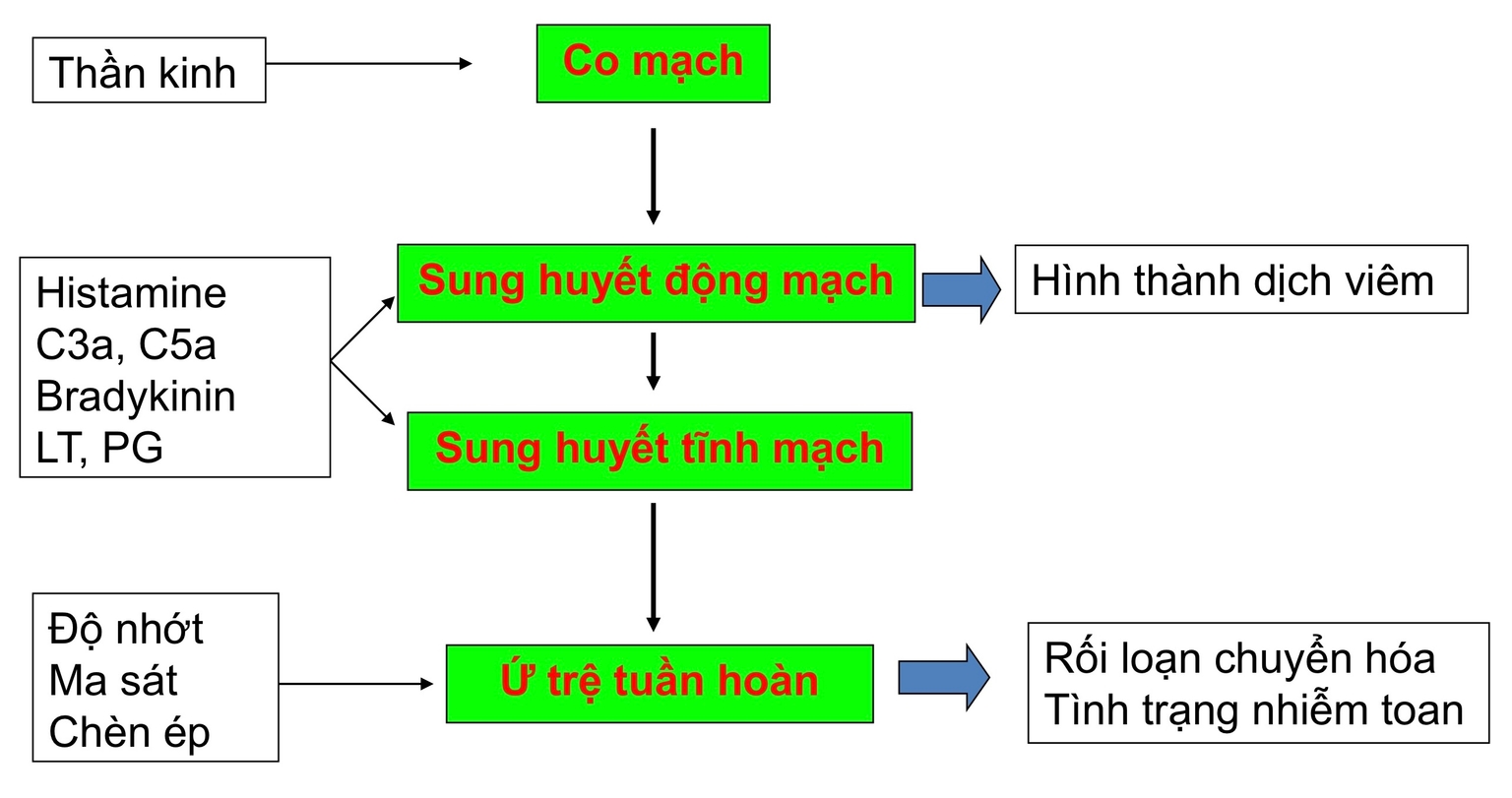 Các cơ chế gây dãn mạch