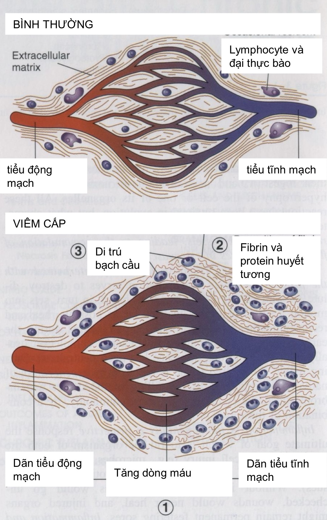 Quá trình dãn mạch làm huyết tương, protein thoát mạch và giúp BC đi đến nơi bị tổn thương