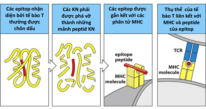 Bắt giữ epitope