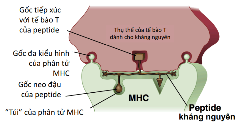Mô hình một thụ thể của tế bào T dành cho kháng nguyên nhận diện phức hợp peptide được trình diện bởi MHC text