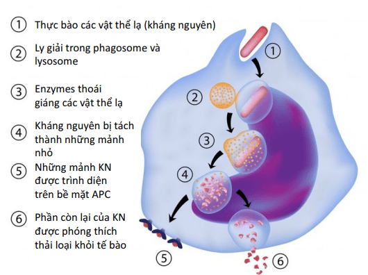 APCs bắt giữ và xử lý kháng nguyên