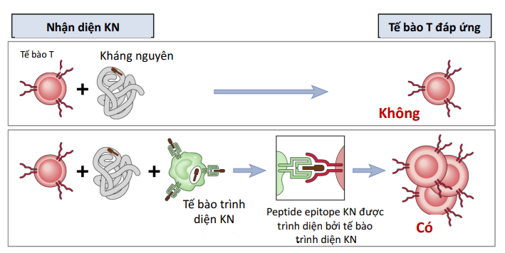 Cách Lymp T nhận diện KN