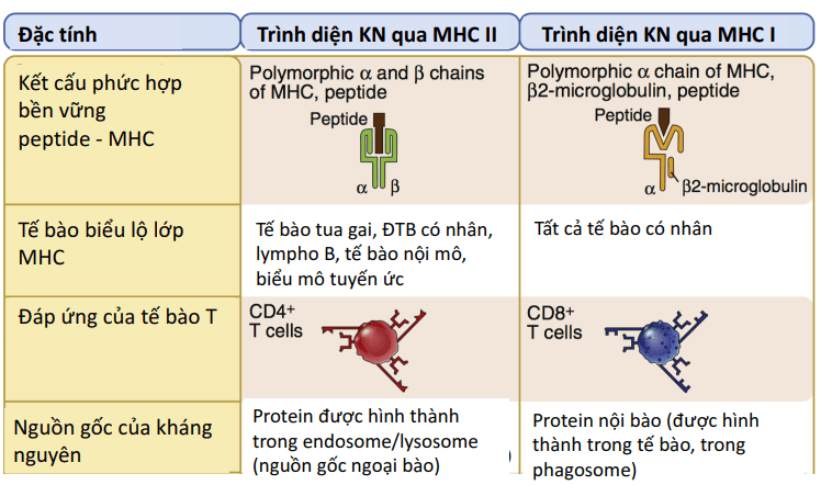 So sánh MHC I & II