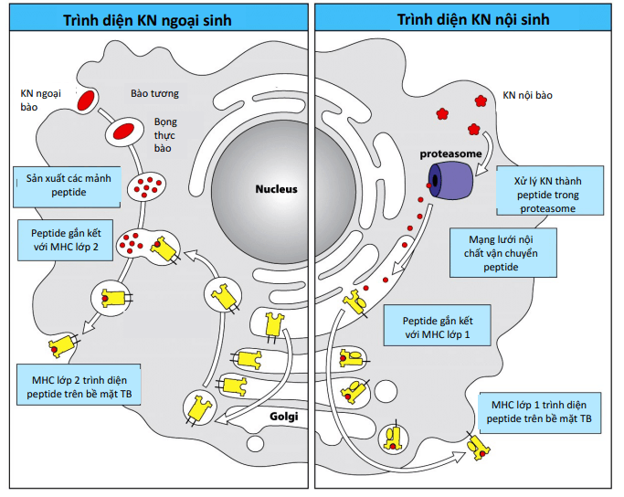 Trình diện KN nội sinh - lớp I và ngoại sinh - lớp II