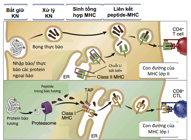 Trình diện KN - MHC I & II cho Lymp T