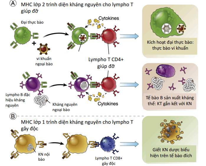 Tóm tắt MHC I & II