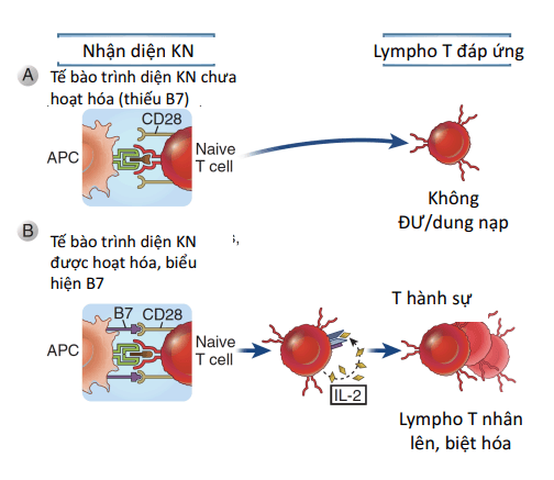 B7 tham gia hoạt hoá lympho T