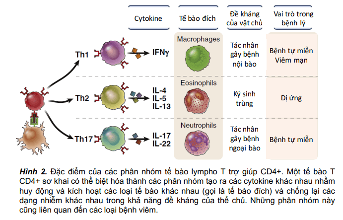 Biệt hoá CD4+