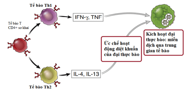 Cân ba ngừ giữa Th1 và Th2