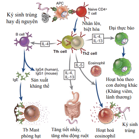 Đáp ứng của Th2