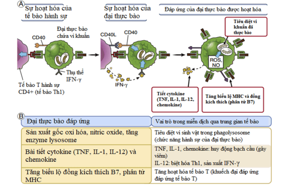 Hoạt hoá đại thực bào bởi tế bào lympho Th1