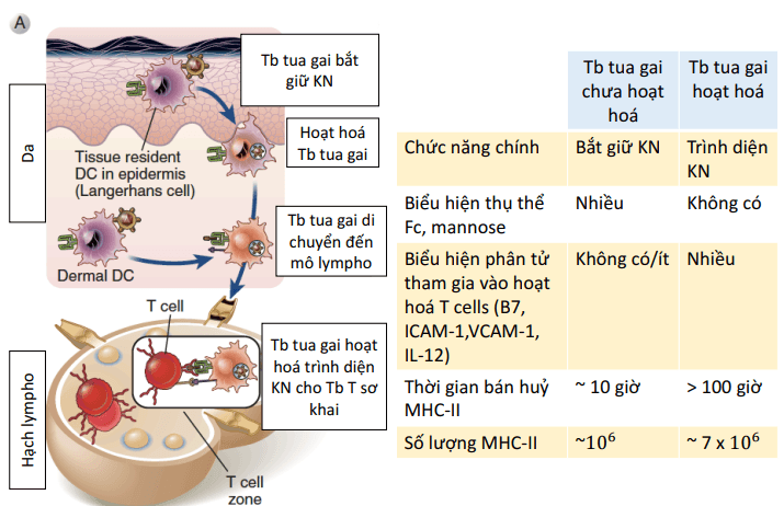 Tua gai hoạt hoá lympho T