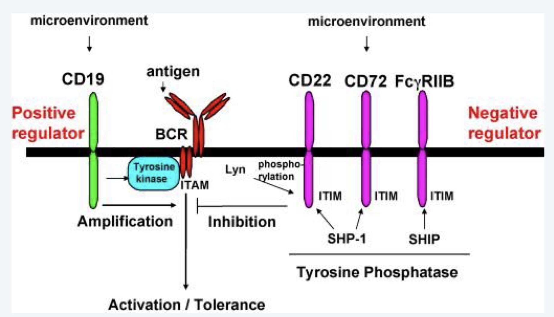Cơ chế ức chế lympho B của CD22 và CD72 thông ITIM - ...inhibition, ngược lại với ITAM - ...activation