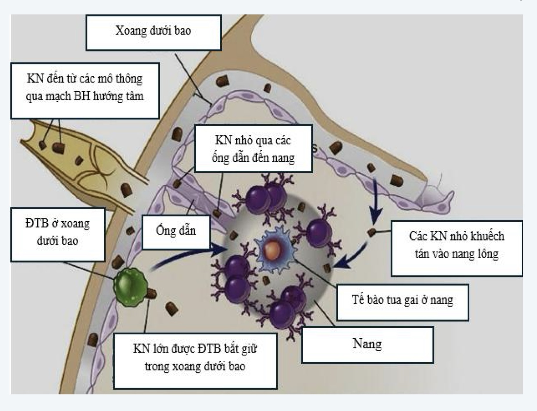 KN hoạt hoá lympho B