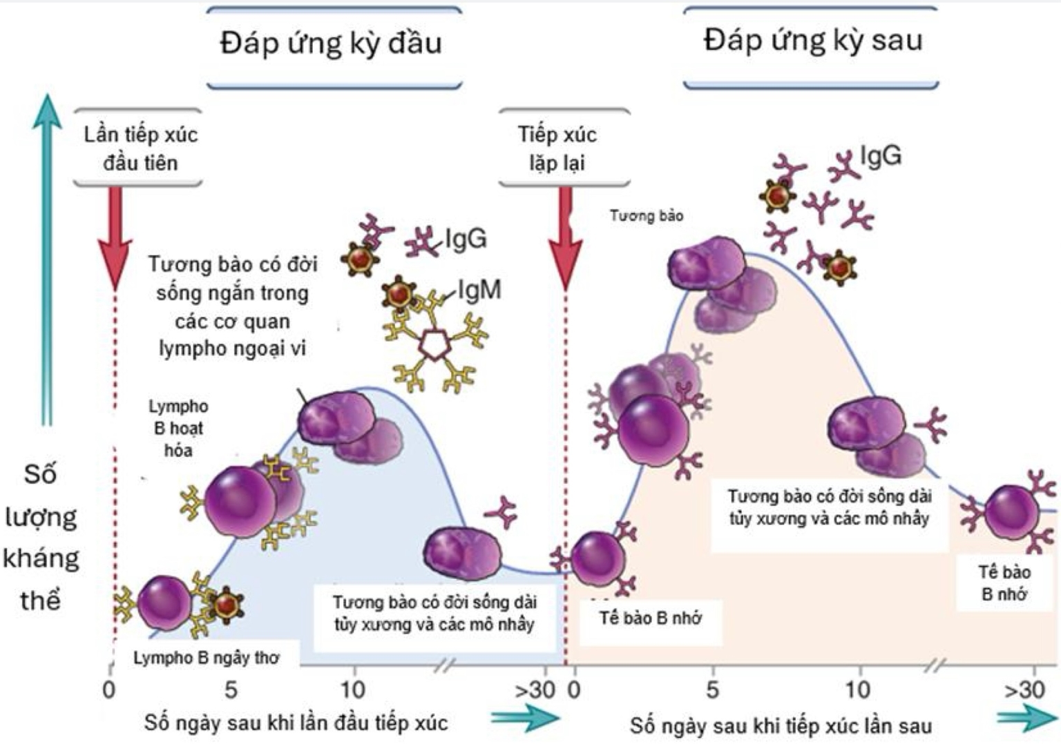 Các kỳ đáp ứng miễn dịch dịch thể