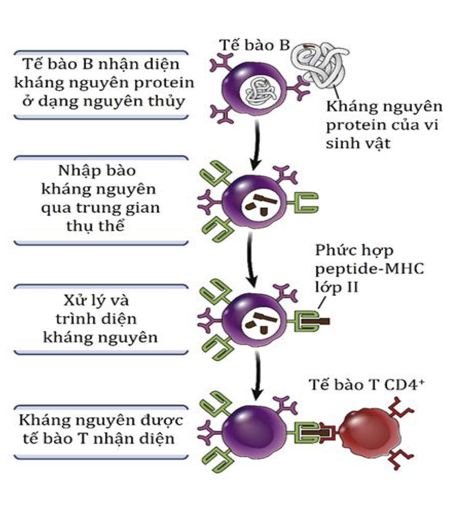 Lympho B nhận diện KN bằng thụ thể rồi nhập bào, xử lý và trình diện qua MHC II