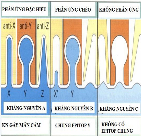 Phản ứng chéo: một KT → nhiều epitop có cấu hình không gian tương tự