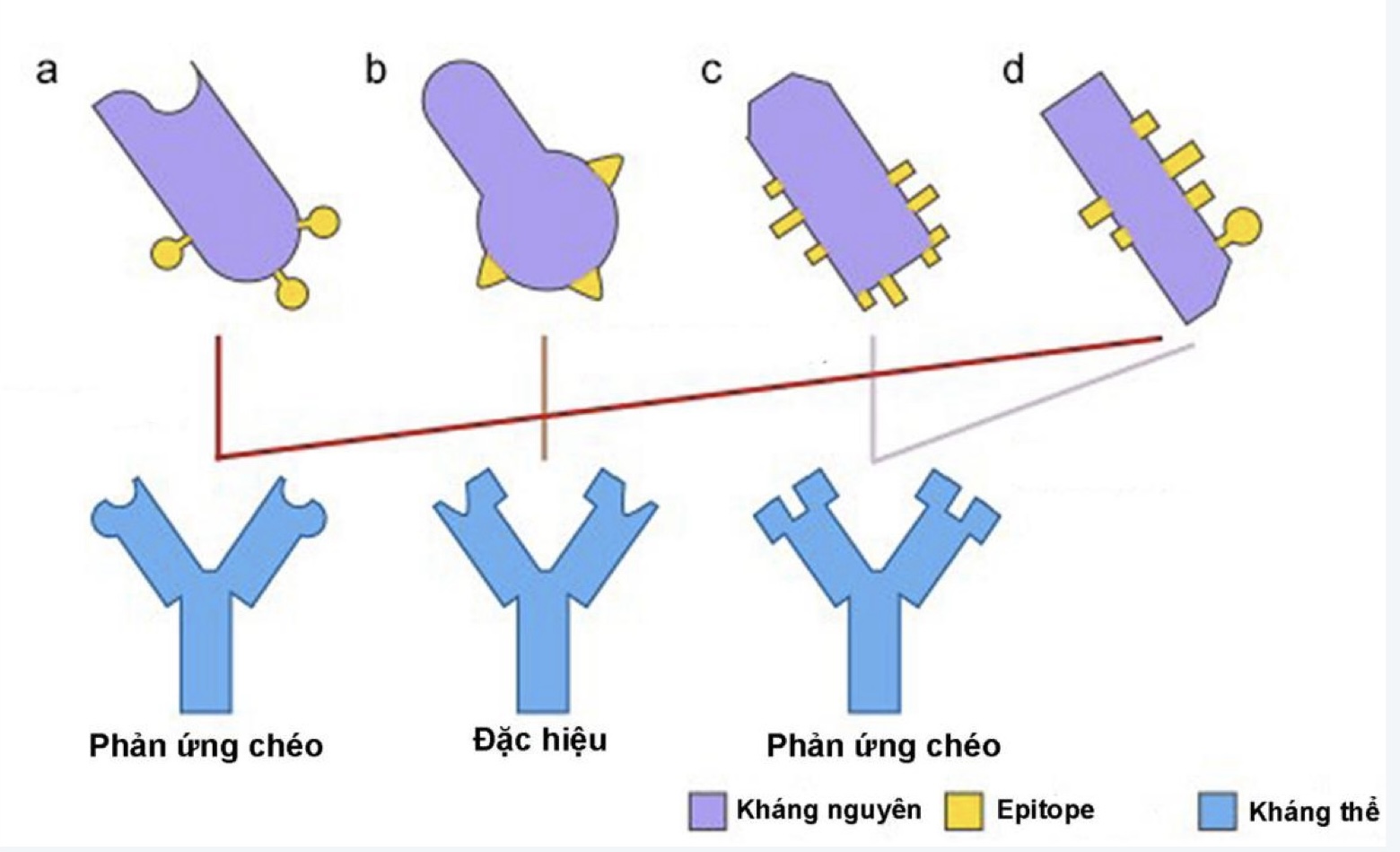 1 epitop → một hay nhiều vị trí kết hợp KN của các phân tử KT khác nhau