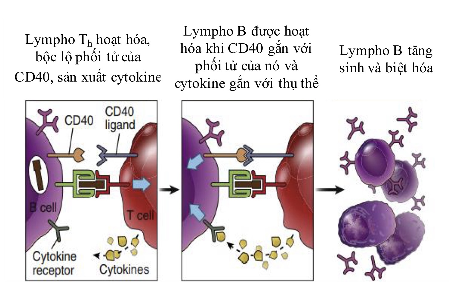 Tế bào lympho Th hoạt hoá lympho B