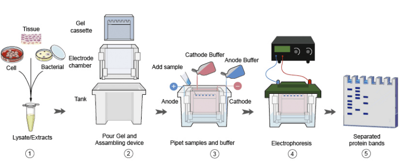 Các bước để tiến hành Western Blot