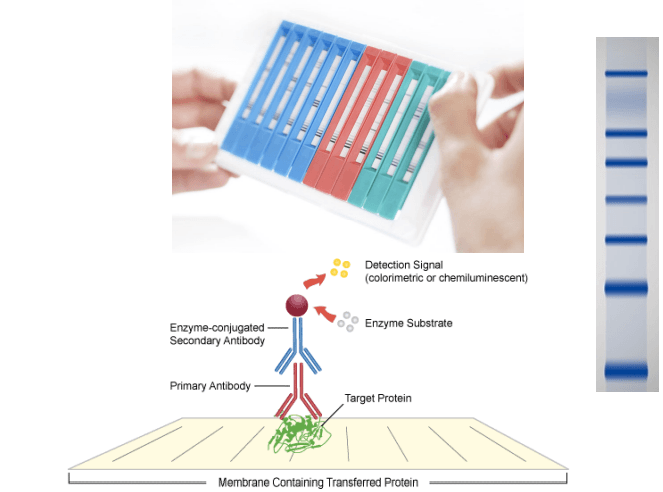 Immunoblot