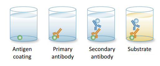 Kĩ thuật Indirect Elisa
