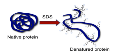 SDS duỗi thẳng protein