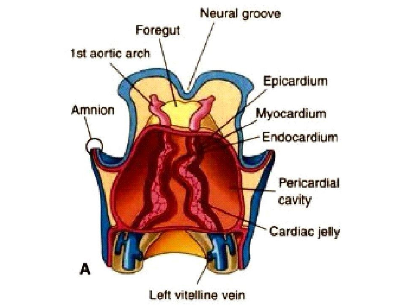 2 ống tim 2 bên tiến gần với nhau và nhập dần lại thành một