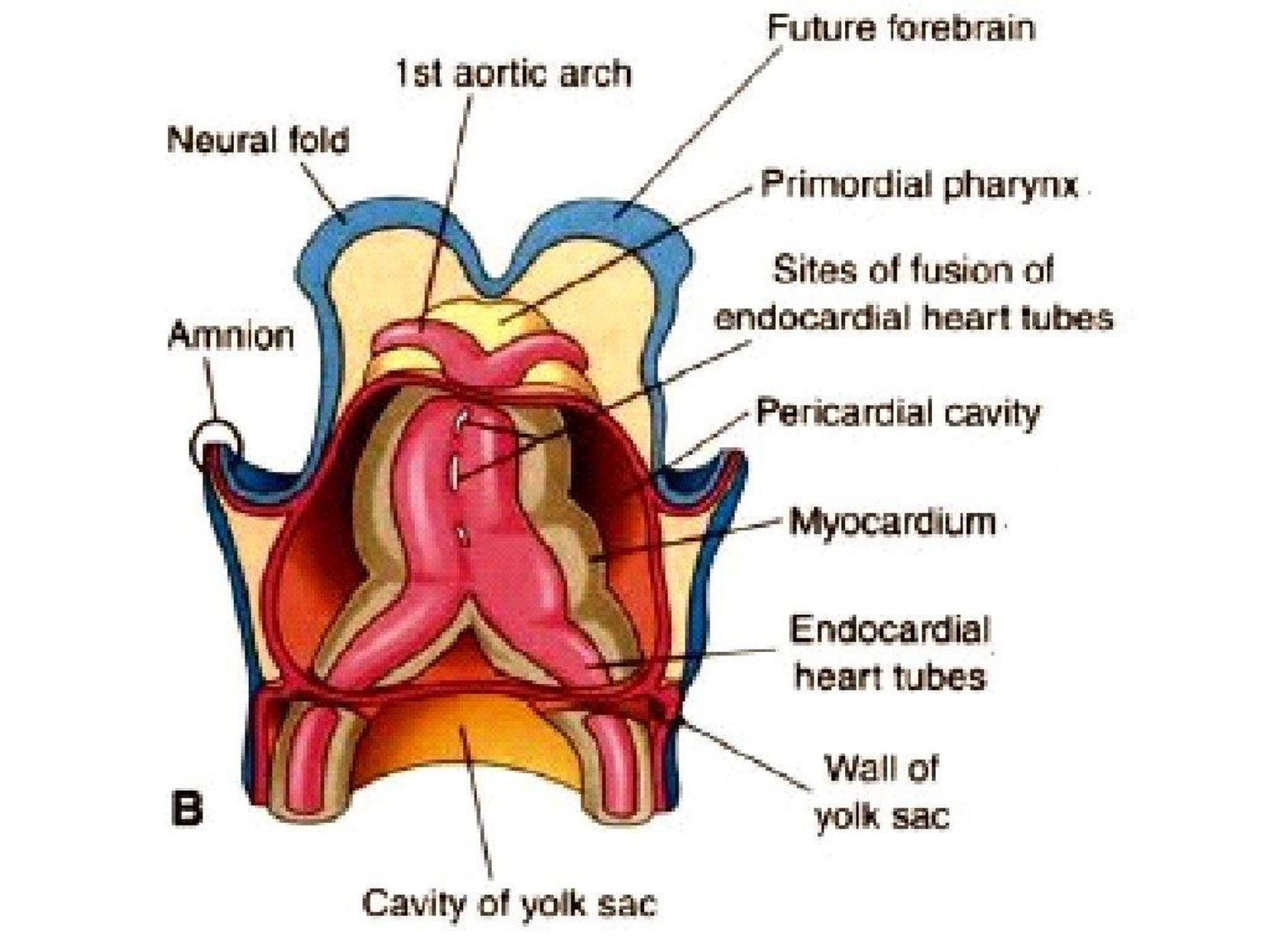 2 ống tim 2 bên đang nhập dần lại thành một
