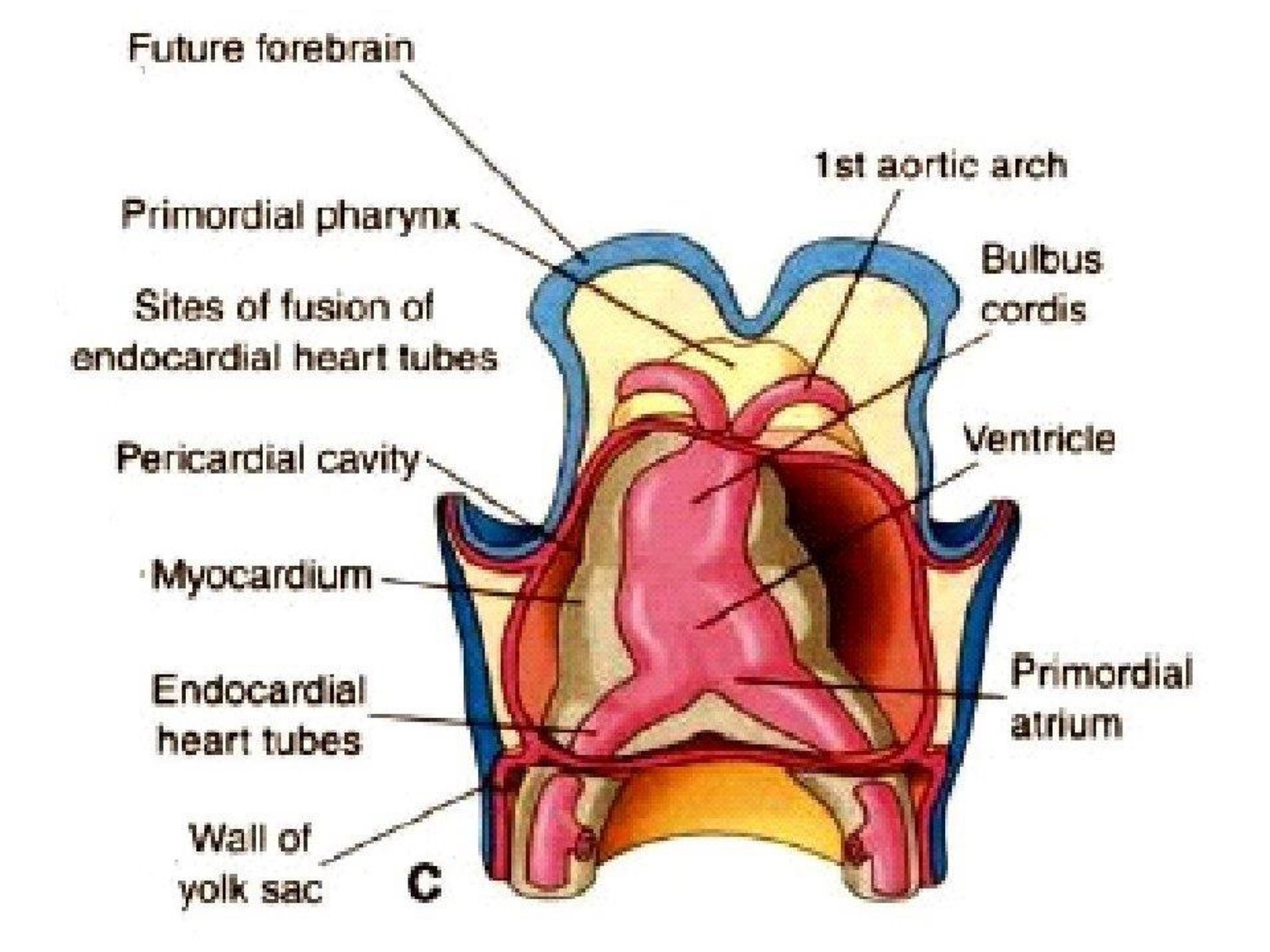 2 ống tim nhập với nhau làm 1