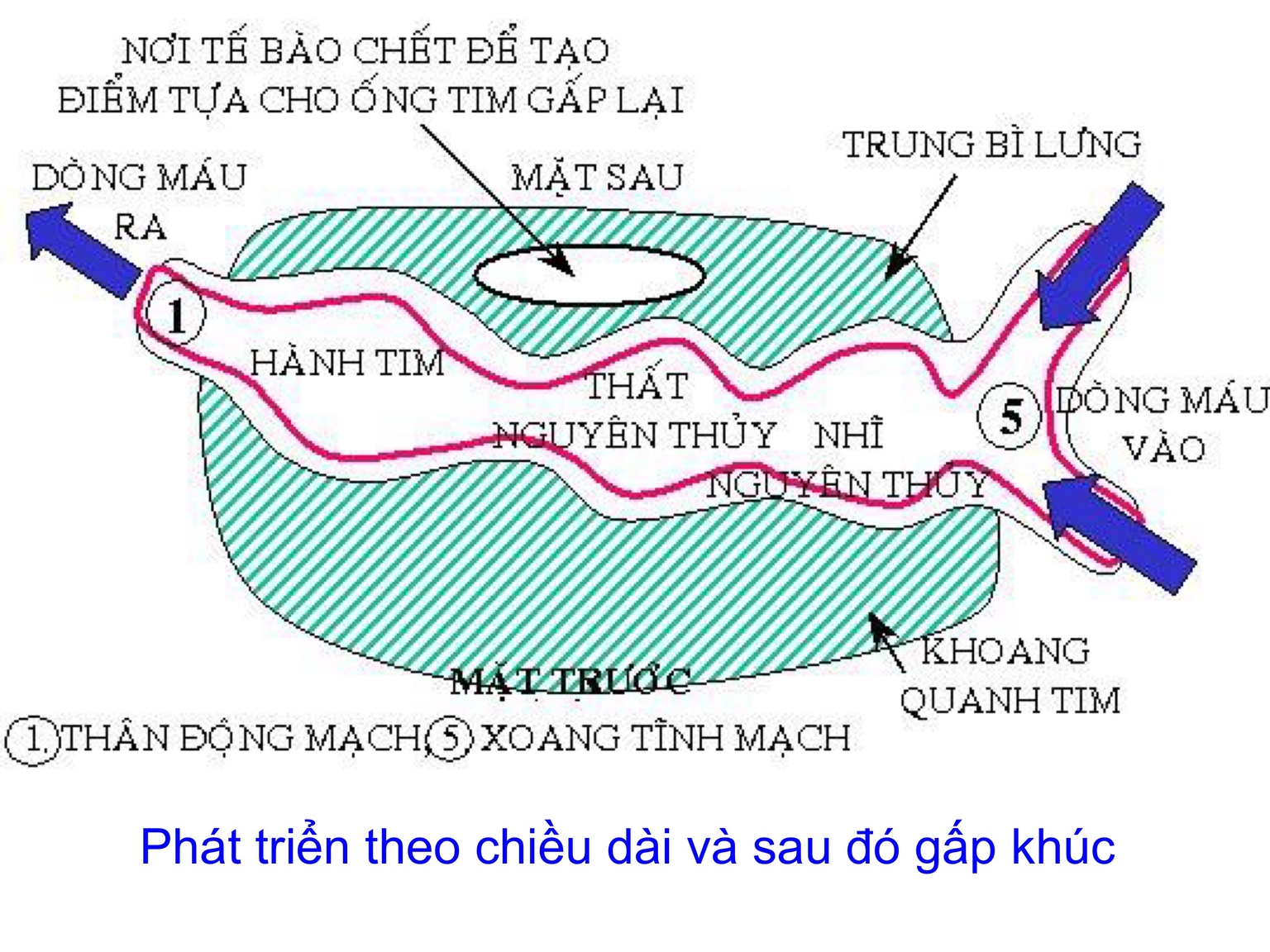 Phát triển theo chiều dài và sau đó gấp khúc