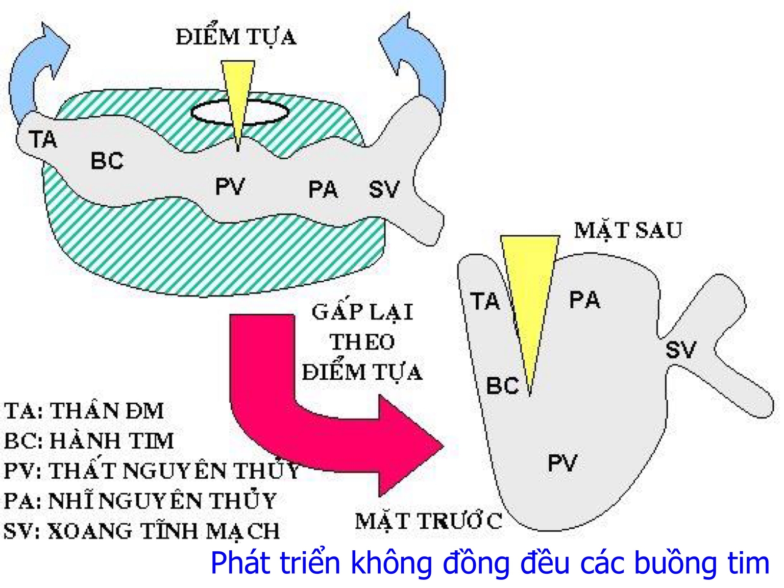Phát triển không đồng đều các buồng tim
