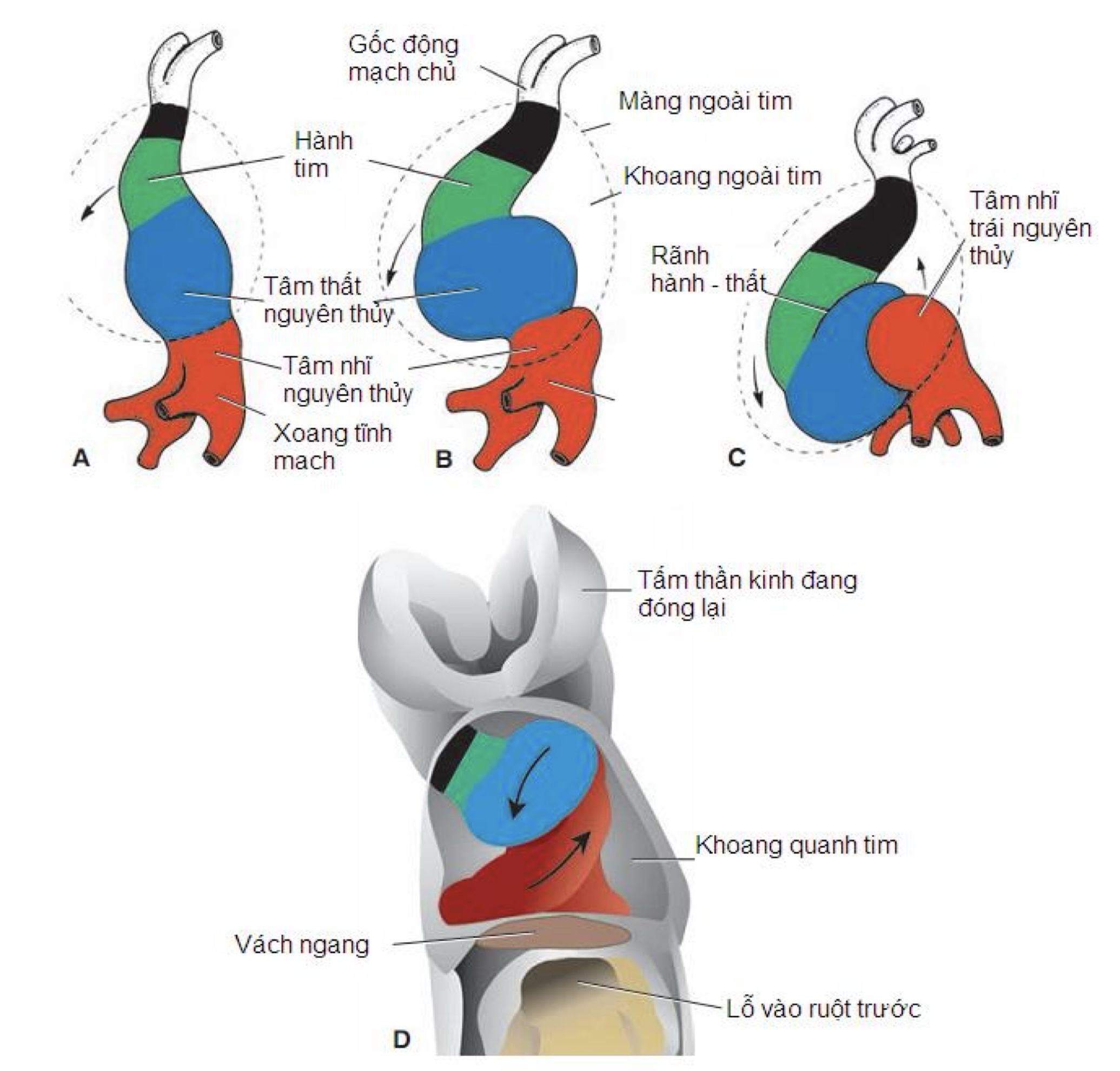 Quá trình kéo dài và uốn lại của ống tim
