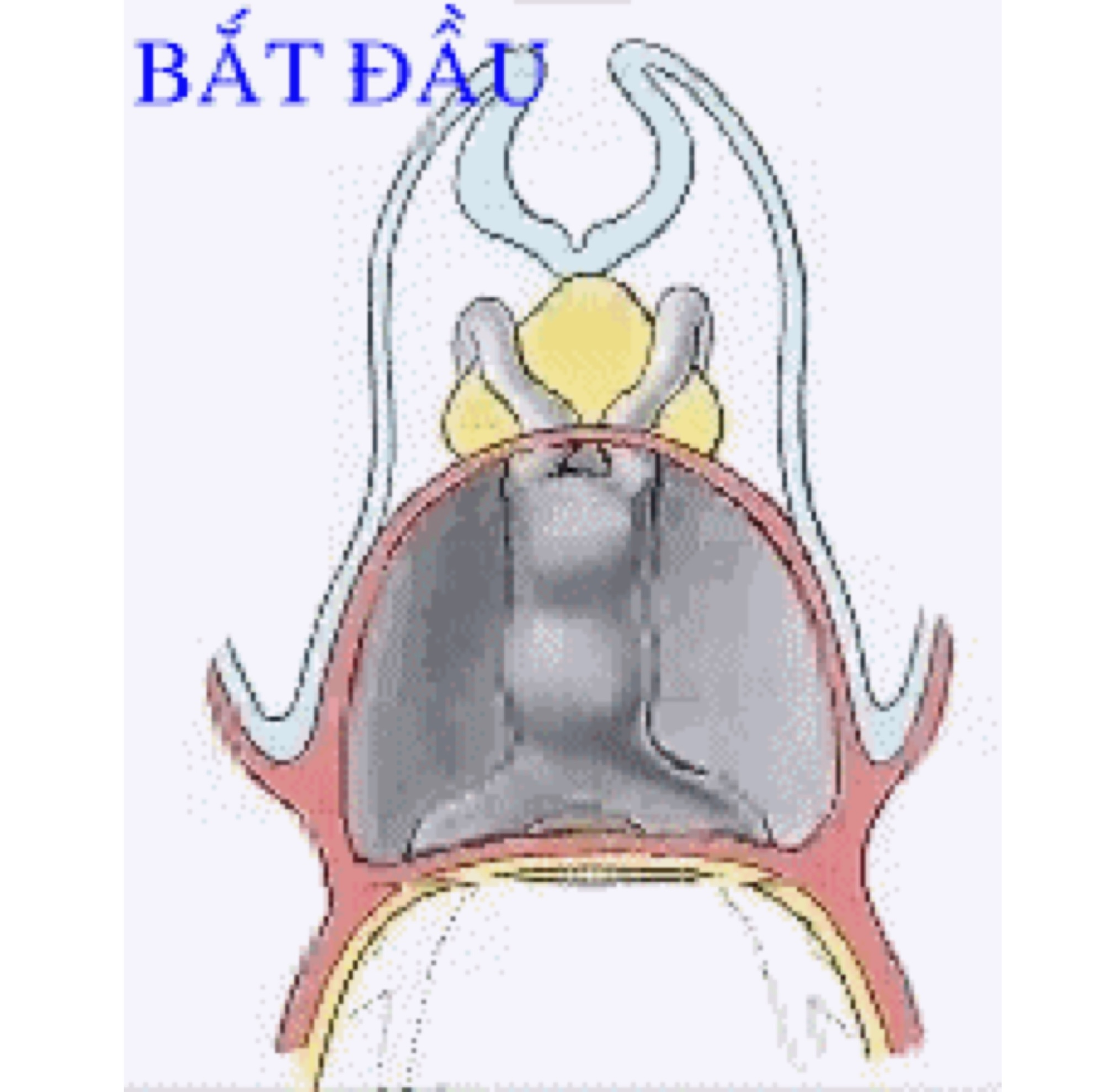 Ngày 23 - Quá trình kéo dài và uốn lại của ống tim nhìn từ trước