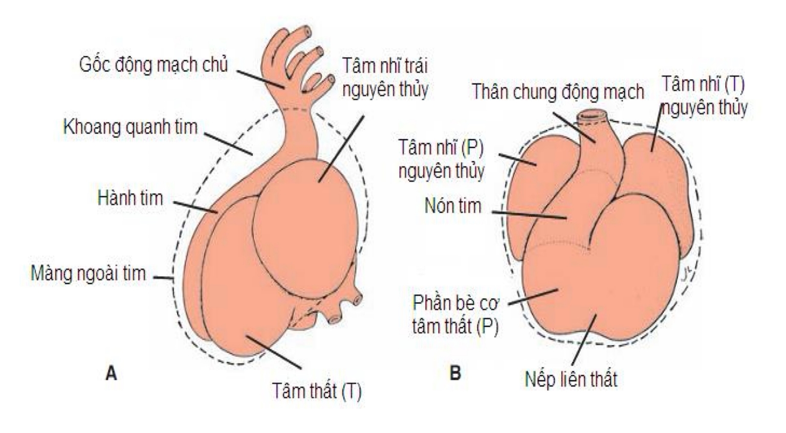 Ngày 28 - Quá trình kéo dài và uốn lại của ống tim