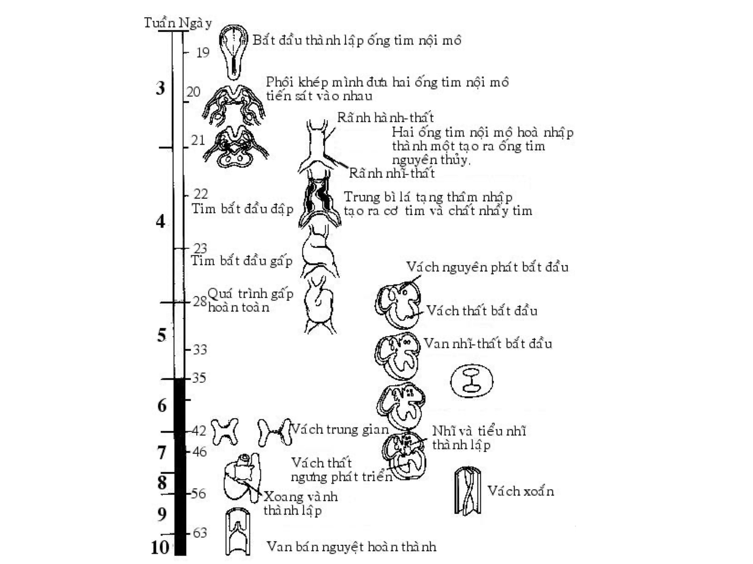 Tóm tắt quá trình hình thành hệ tuần hoàn