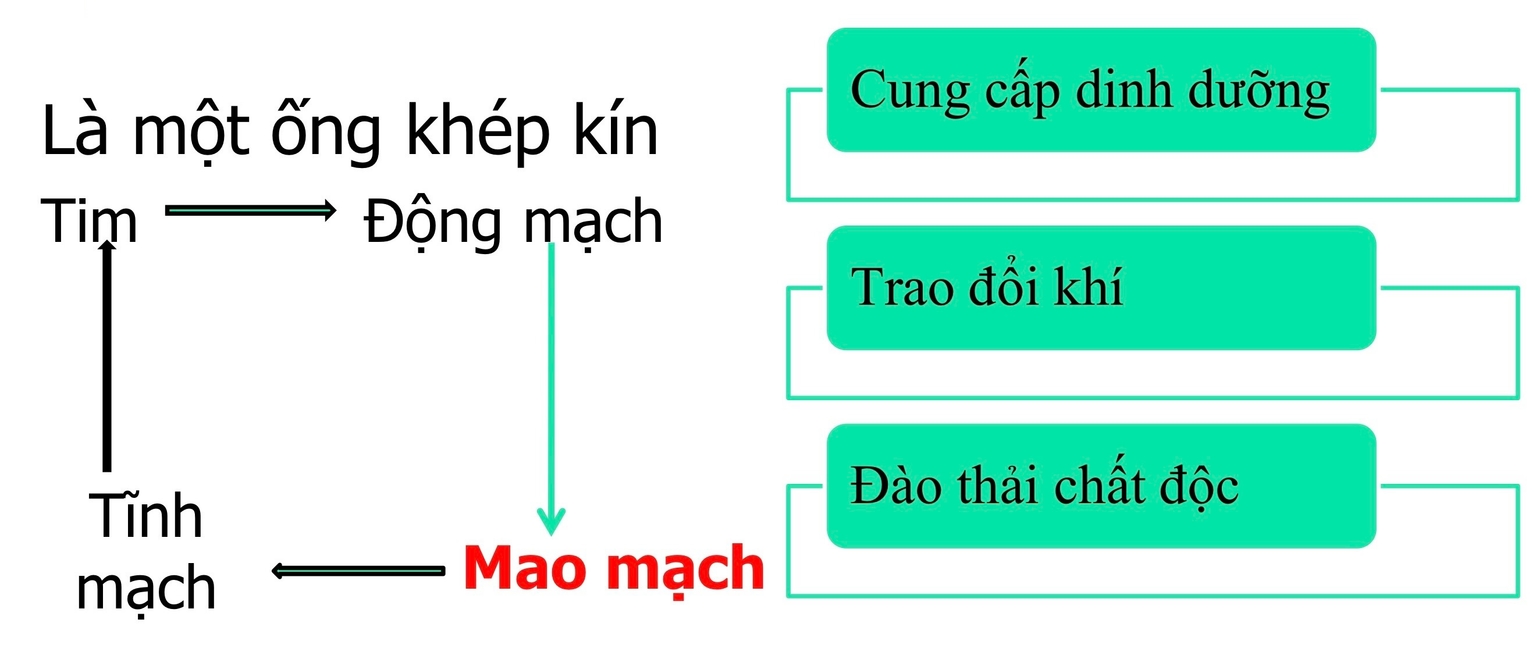 Chức năng của hệ tuần hoàn