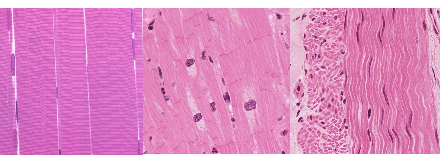 Cơ vân, cơ tim, cơ trơn từ trái sang phải