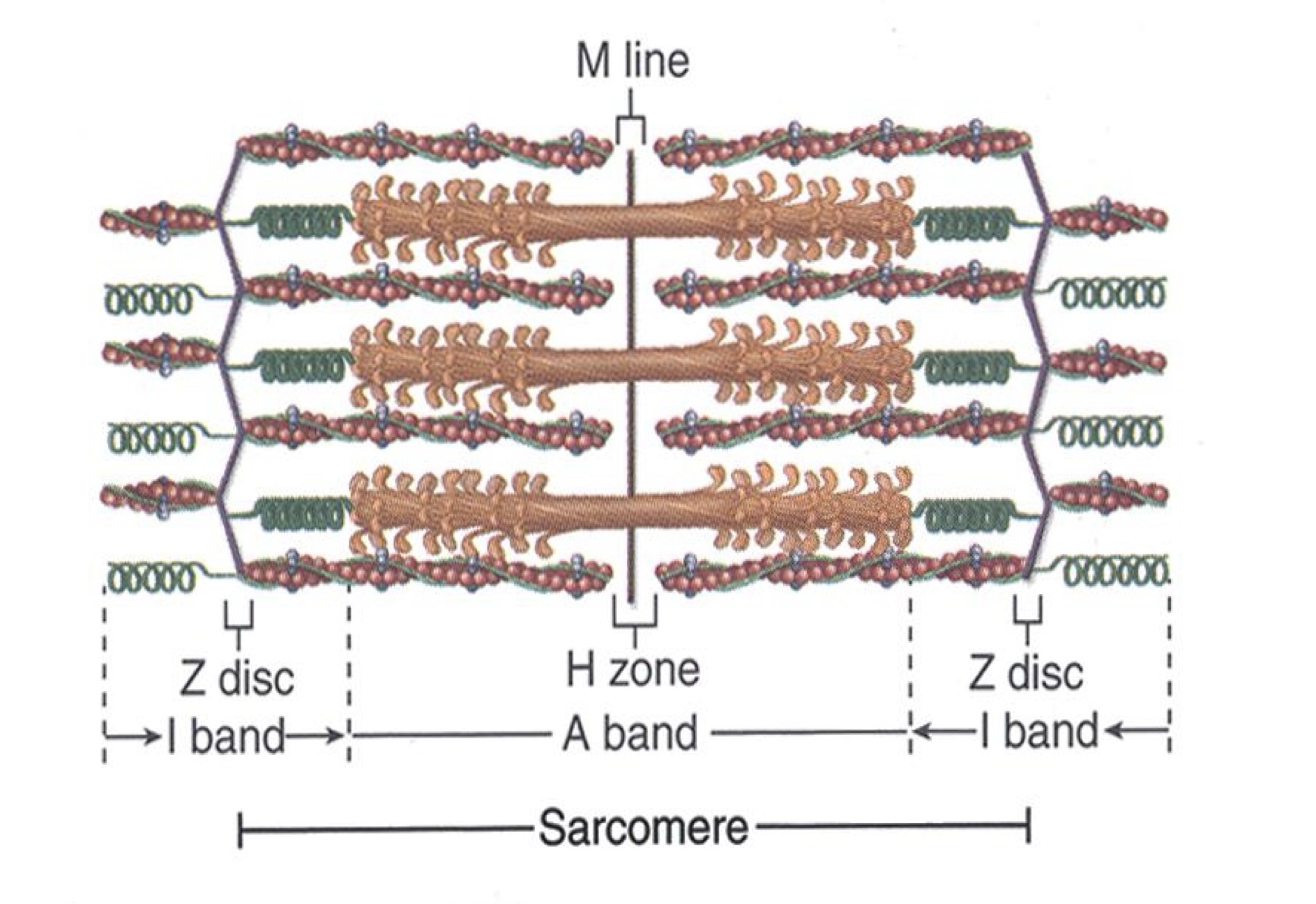 Sarcomere và băng tối, băng sáng