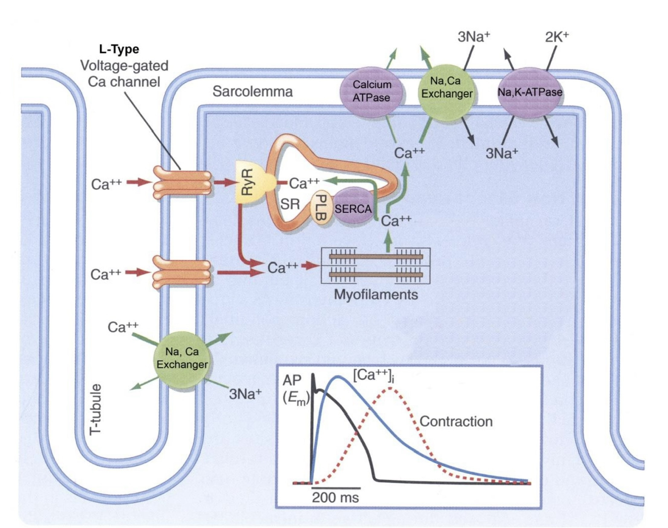 Cơ chế bơm Ca++ tham gia co cơ